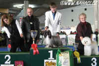 Ch. Oliver Modr kvt - BEST IN GROUP Lausanne 2007 - CACIB all breeds show !