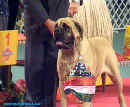 Pes roku 2002 - vtz Best in Show - Bullmastiff